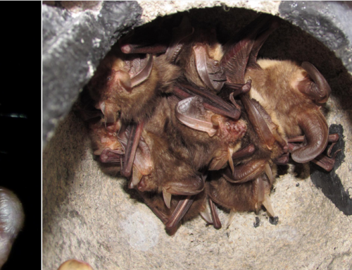 Bowdown bats & the West Berks Living Landscape