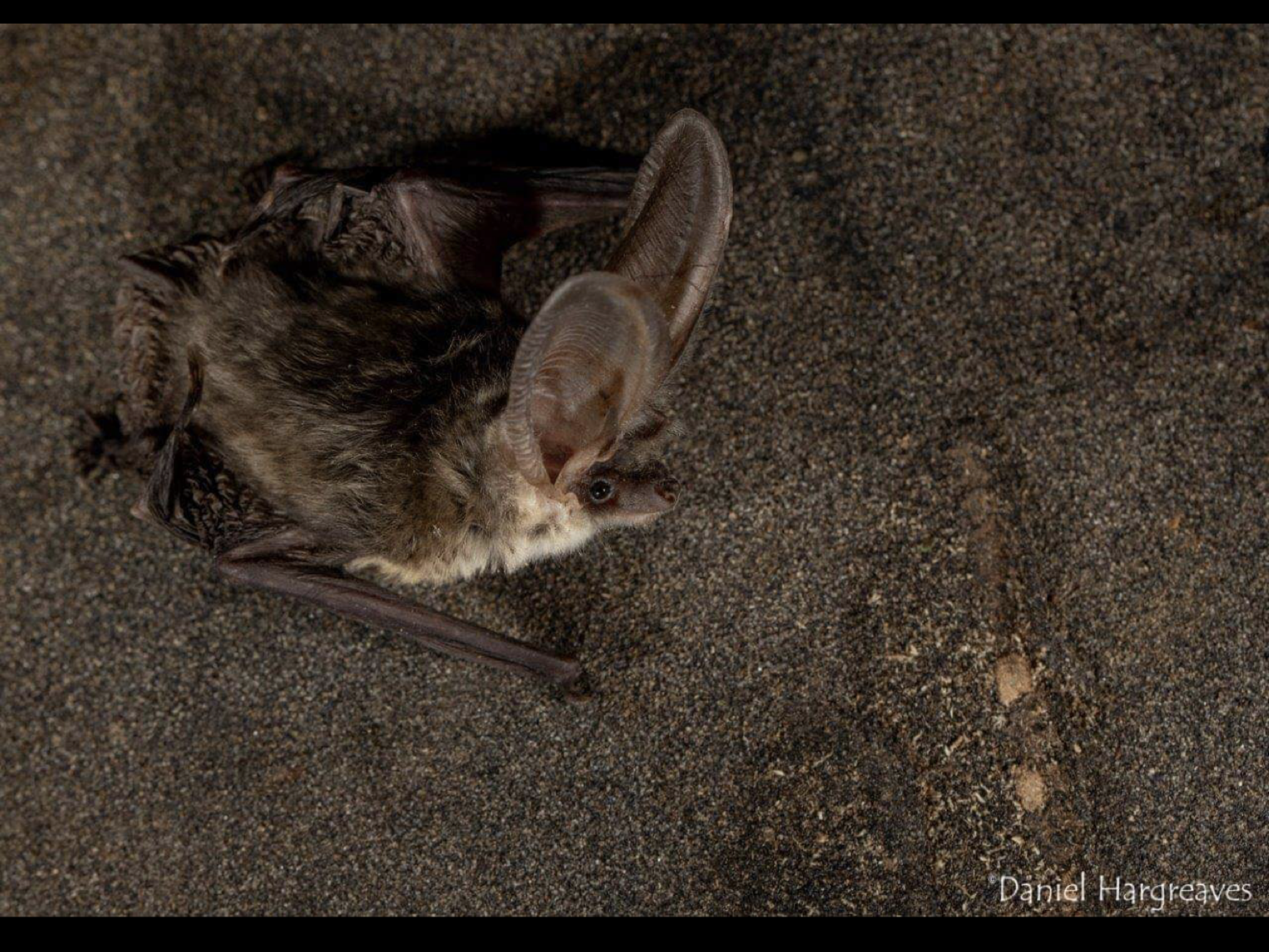 Plecotus austriacus Grey long-eared bat