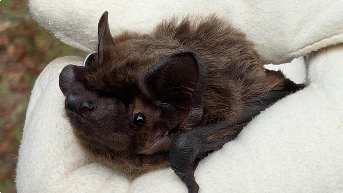 Ringed Leisler's bat in gloved hand
