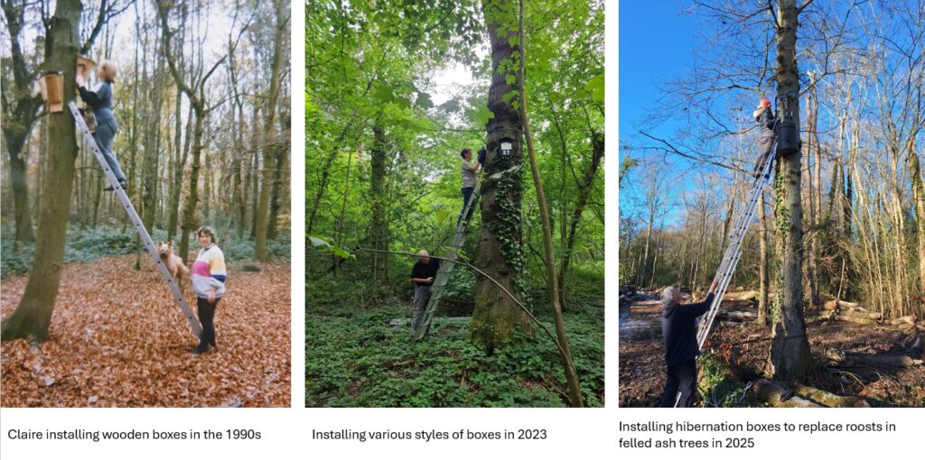 3 photos of volunteers up ladders on trees installing bat boxes