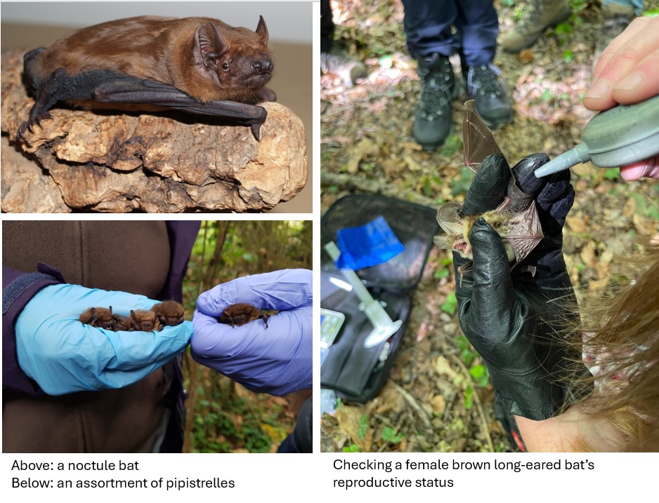 A noctule bat, several pipistrelles in gloved hands, a long-eared bat being examined
