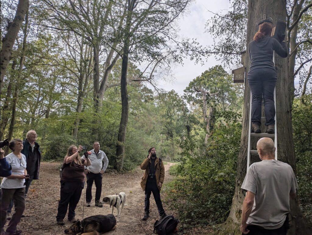 Group of people watching someone up a ladder looking into bat box on tree