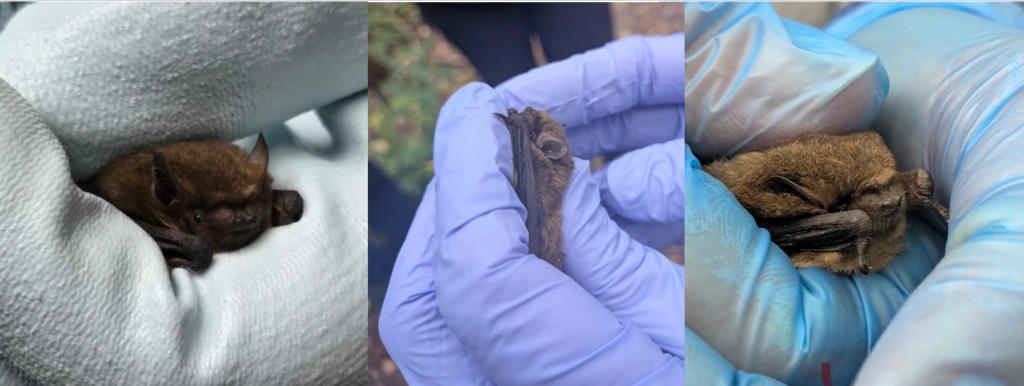 A selection of soprano pipistrelles