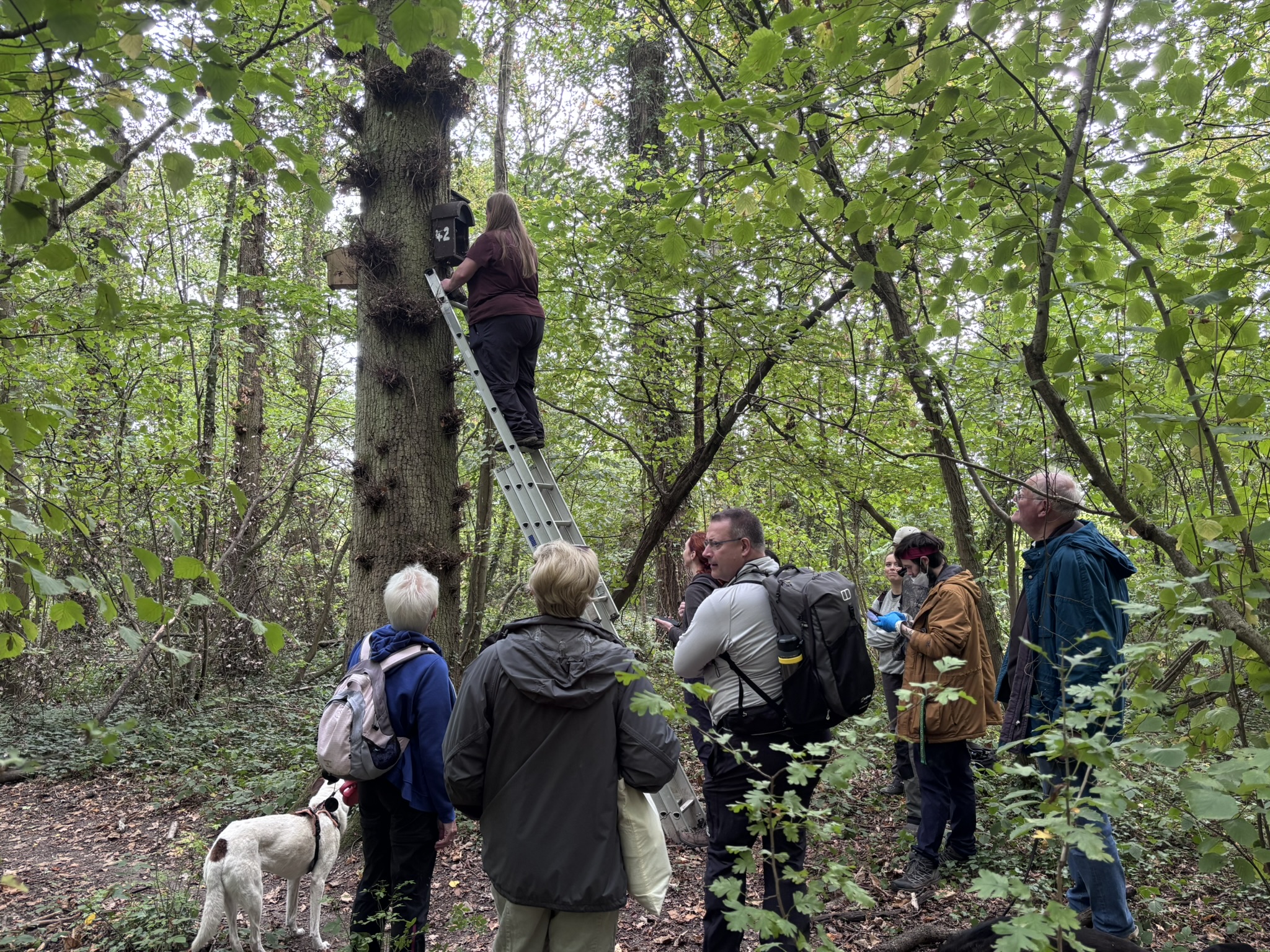 Group of people watching person up ladder checking a bat box